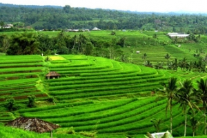 Bali Landscape Tour