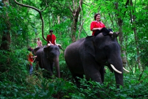 Bali Elephant Safari Park Tour