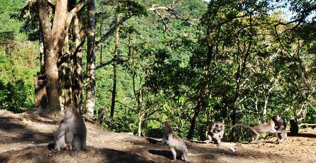 Monkey Forest Baun Pusuk